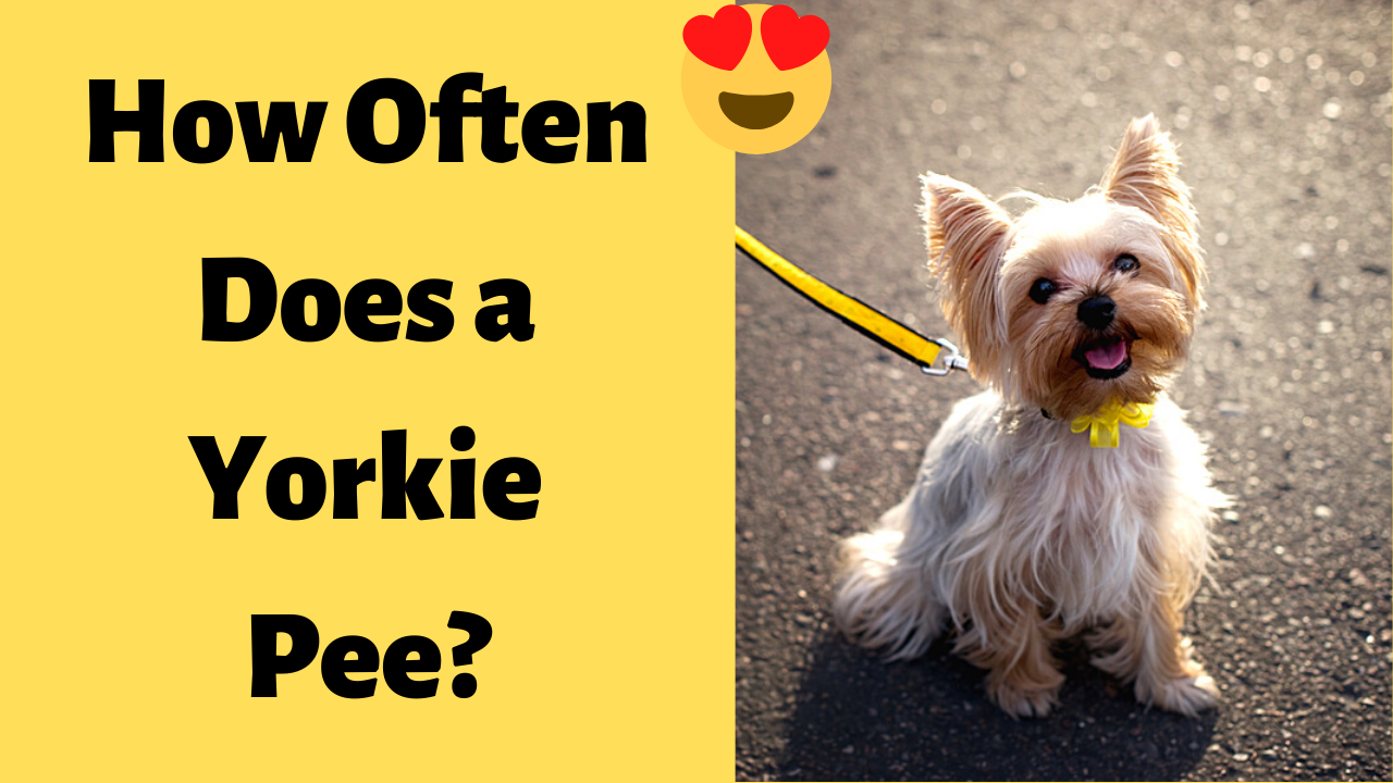 how often does a Yorkie pee