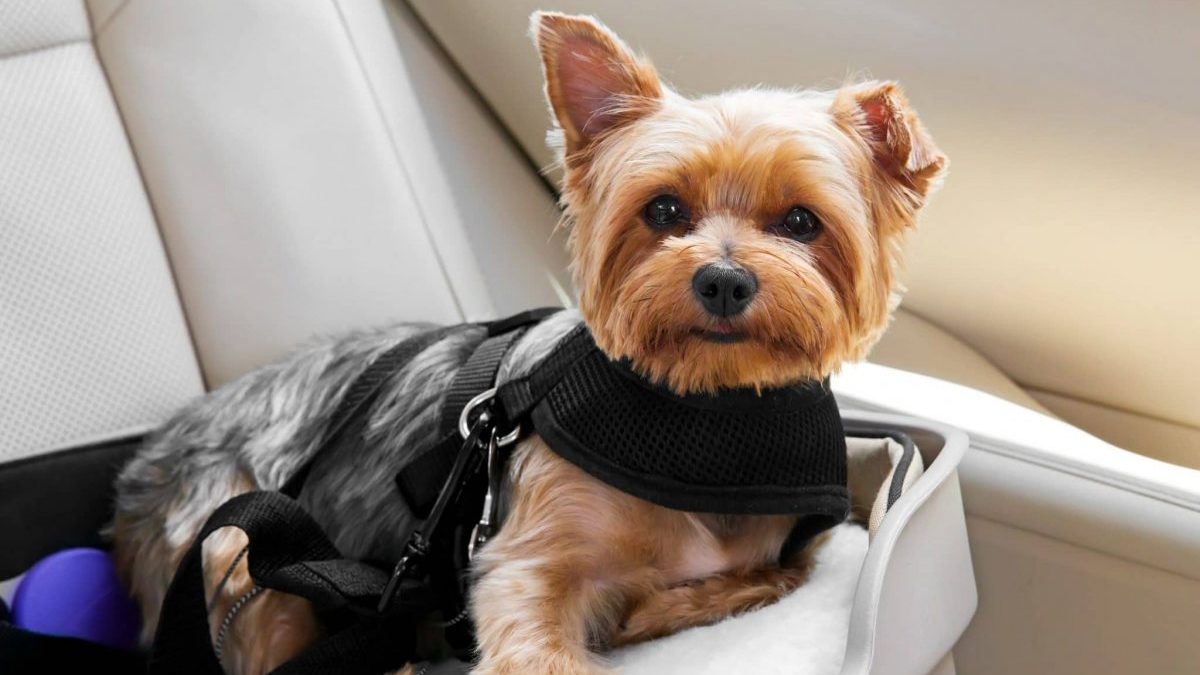 how to choose the best harness for your Yorkie