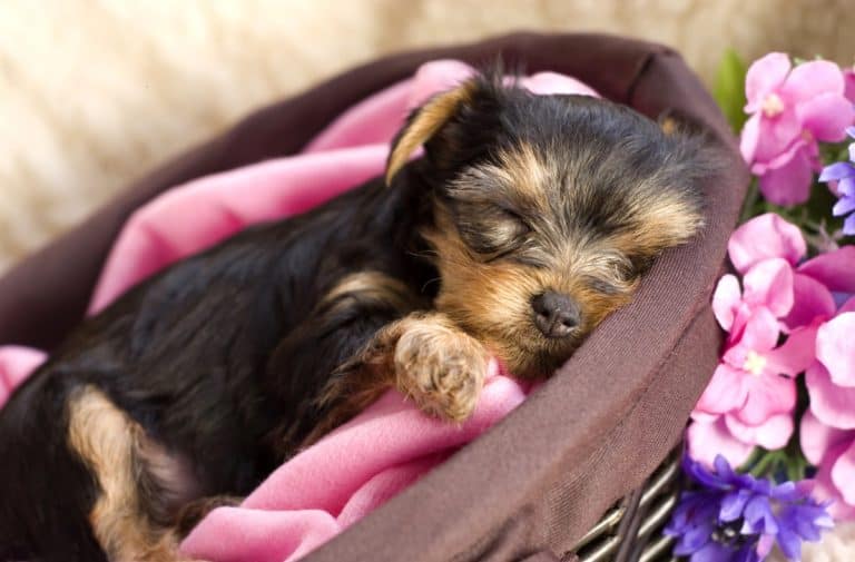 how to get yorkie to sleep at the night