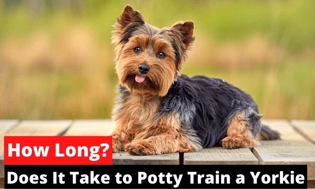 How Long does it Take to Potty Train a Yorkie?