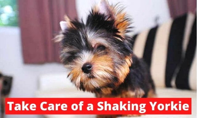How to Take Care of a Shaky Pregnant Yorkie