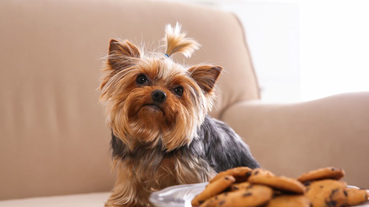 can yorkies be picky eaters