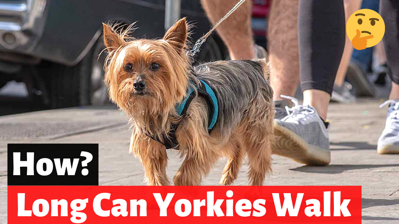 How Long can Yorkies Walk? [And How Far?]