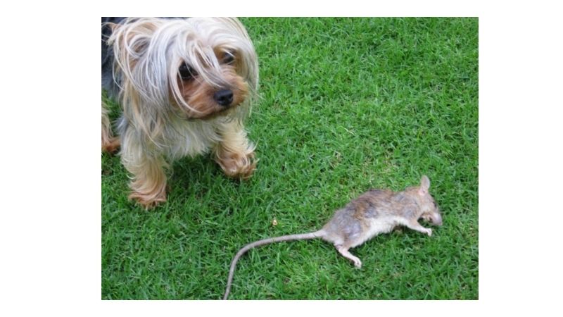 how to train a yorkie to catch mice