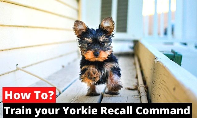 how to train yorkie to come to you when called