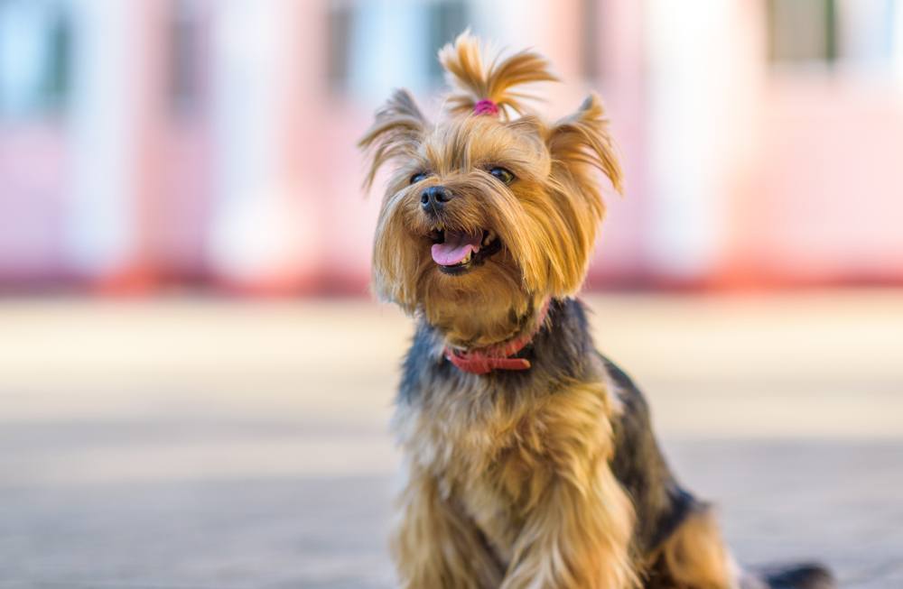 what influences yorkie's water intake