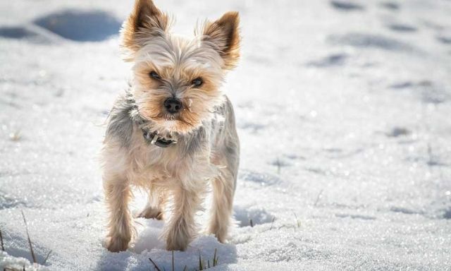Why is your Pregnant Yorkie Shaking?