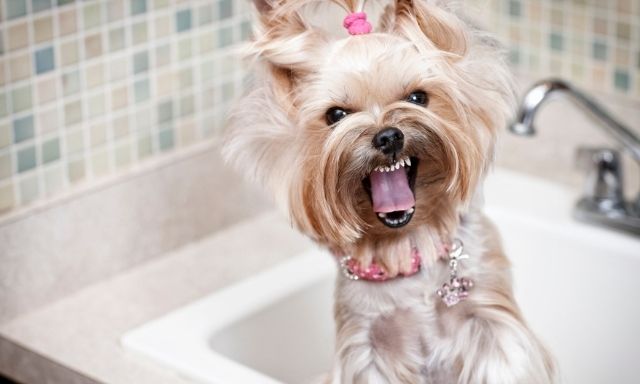 How to stop your Yorkie from Biting