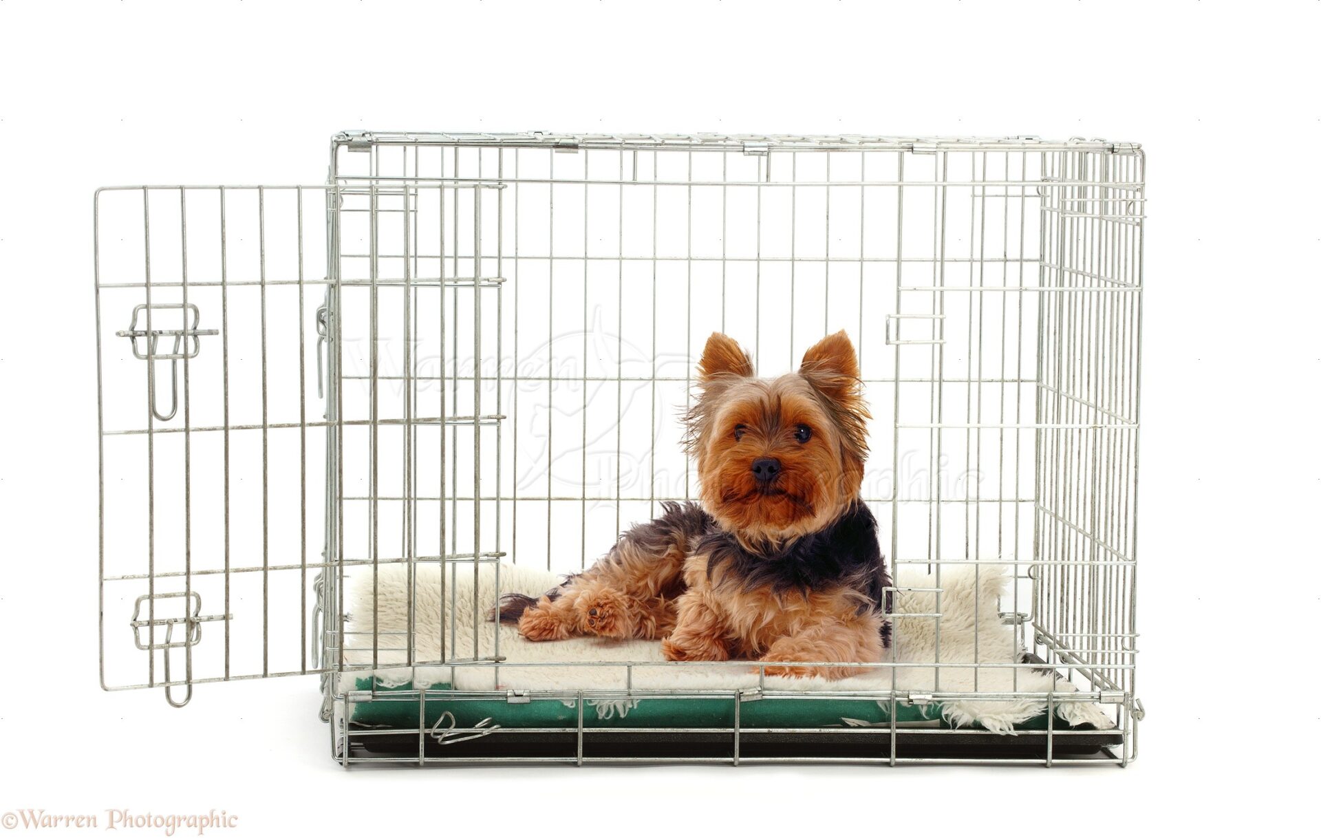 introduce yorkie to a crate