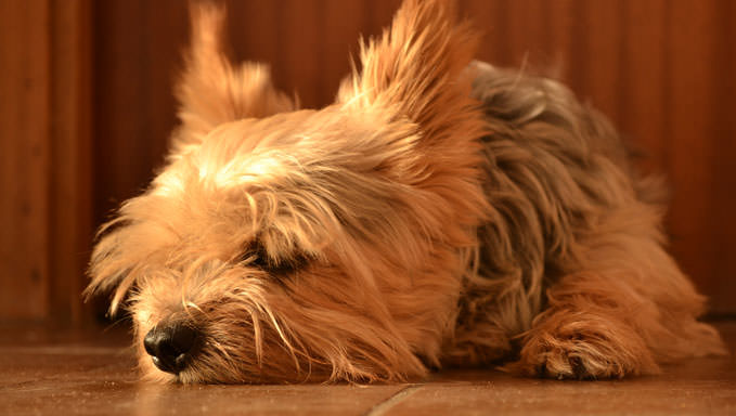 labour pain in Yorkie's pregnancy