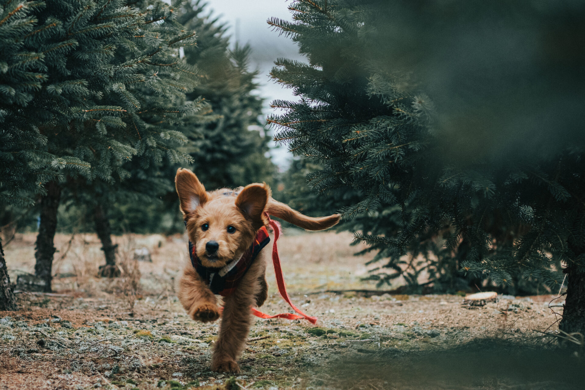 How to Help Your Dog Stay Healthy And in Shape?